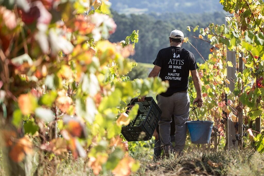 Los diez grandes albariños que recomienda Decanter para celebrar el día de esa variedad 