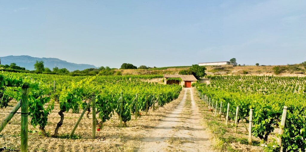 Tensión en el vino español entre “innovadores y convencionales”, según James Suckling