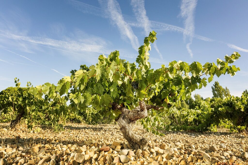 La DO Ribera del Duero no deja de recibir nuevas inversiones 