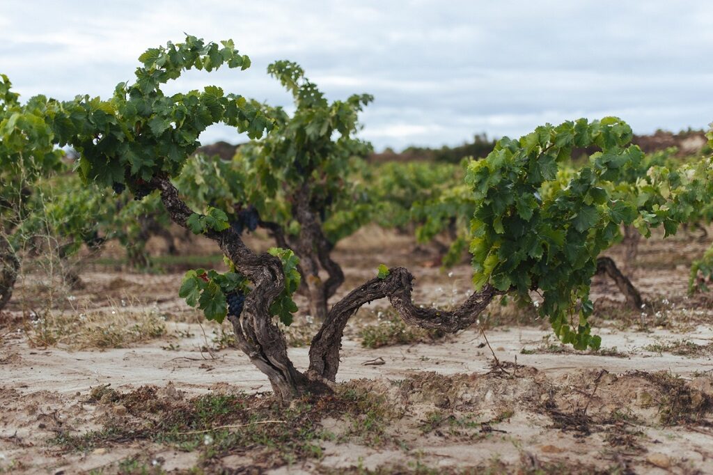 Un recorrido por la “otra Rioja” en la última jornada de The Wine Edition