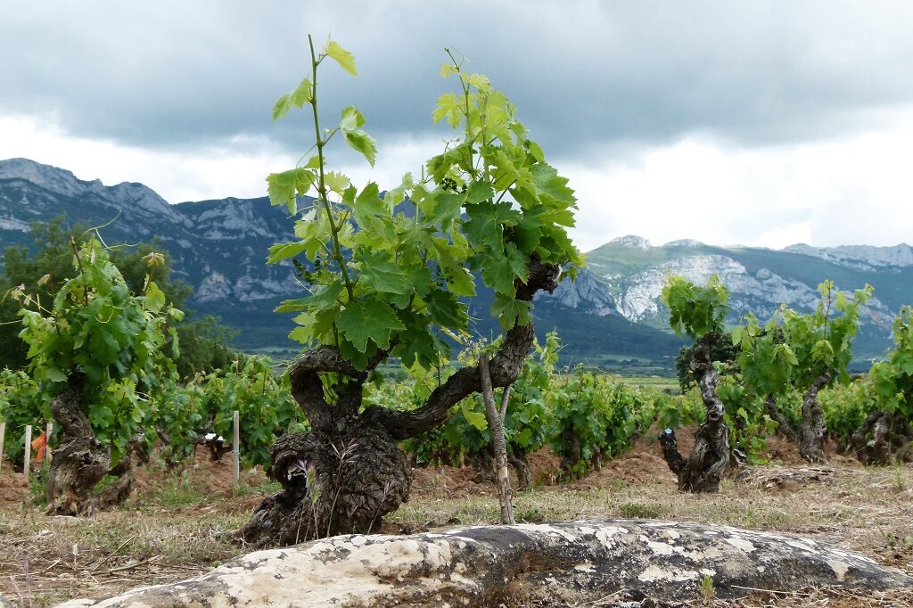 Tim Atkin devuelve a la actualidad las variedades minoritarias encontradas en Familia Luis Cañas