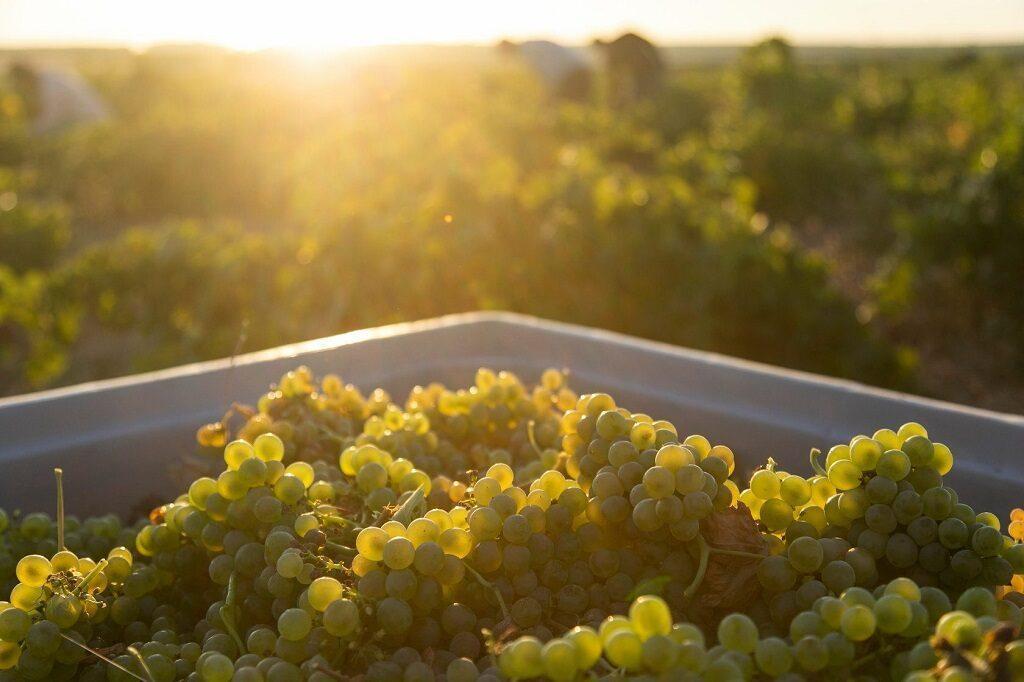 Los mejores verdejos de toda España, según Decanter 