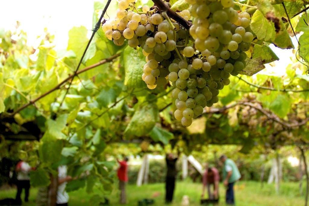 Rías Baixas irrumpe en la lista de vinos de mejor calidad-precio de Wine Searcher