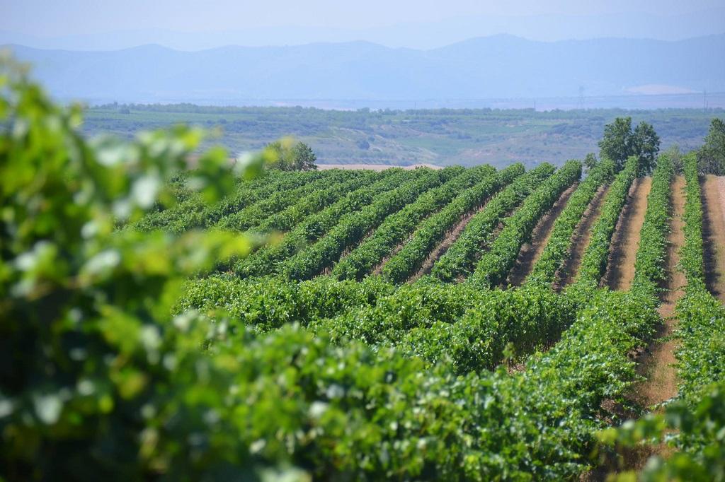 Veinte vinos de excepcional relación calidad-precio, según la Guía Gourmets 