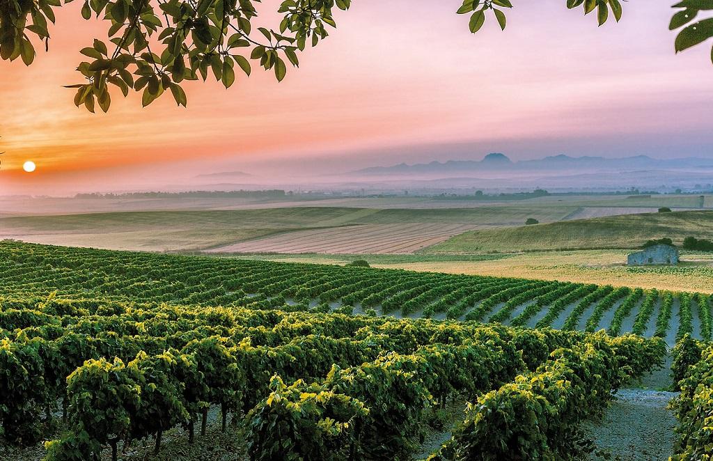 Un viñedo español entre los doce mejores del mundo, según Decanter