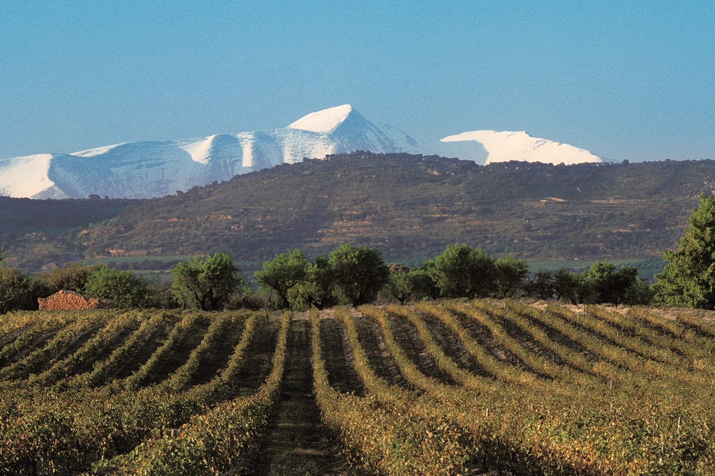 Los mejores vinos de Aragón, según el portal de Tim Atkin