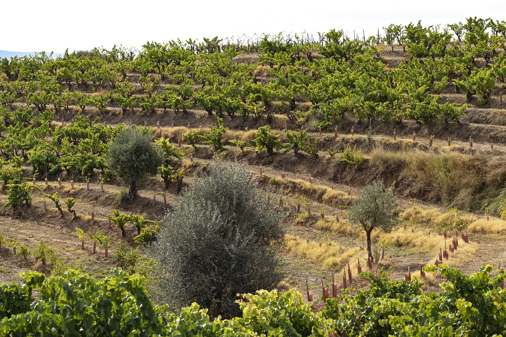 Algunos de los mejores vinos de Grandes Pagos de España, según Jancis Robinson