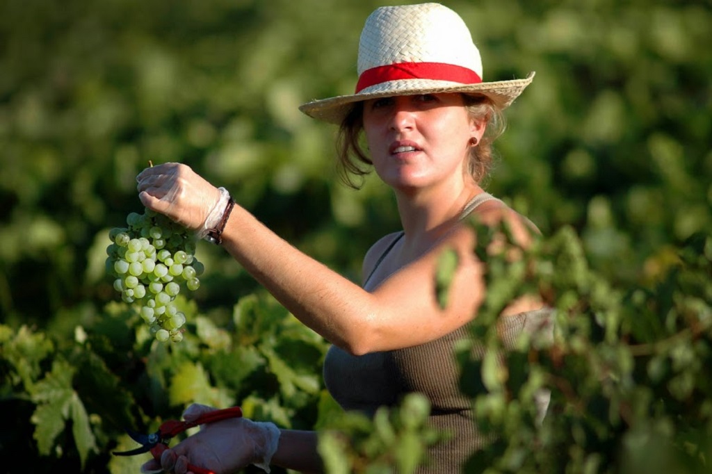 Diez variedades y diez vinos españoles por descubrir, según Decanter