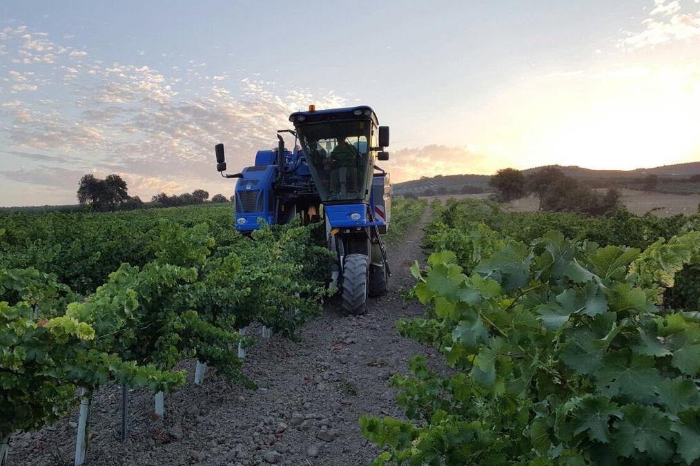 Montilla-Moriles pierde cerca del 78 % de sus viñedos en cuatro décadas