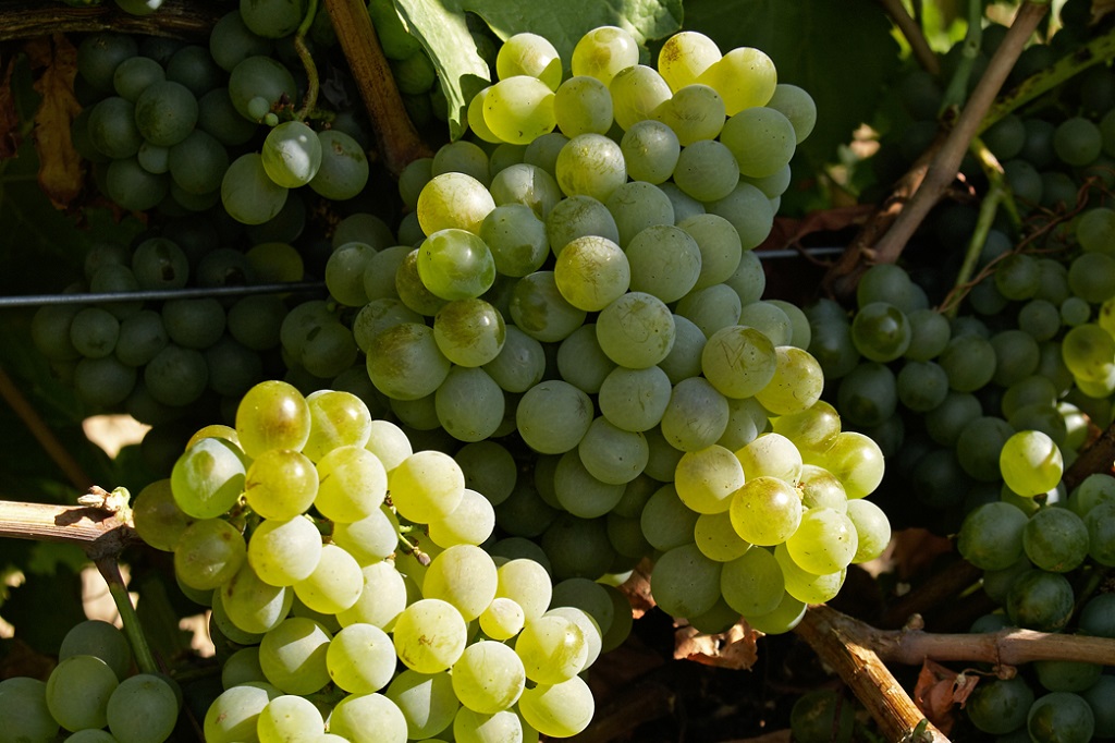 El Día Mundial del Verdejo y el realismo mágico