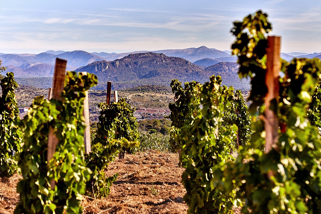 Los mejores vinos de Madrid, según la Guía Vinos Gourmets 2024