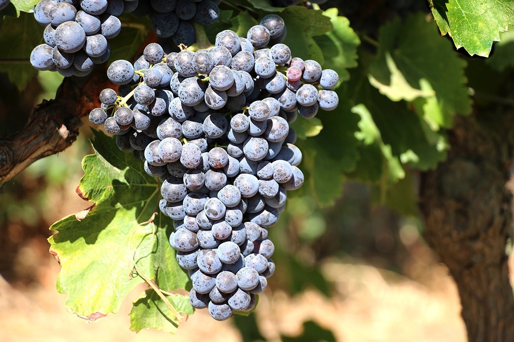 Catorce garnachas españolas destacadas en los Decanter World Wine Awards