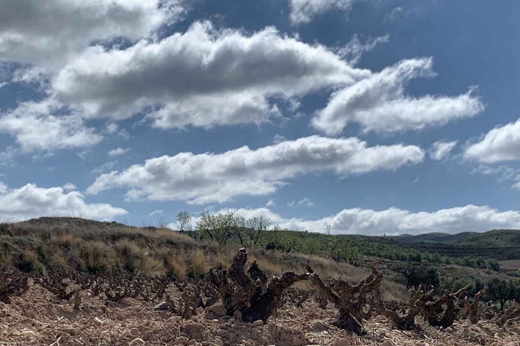 Navarra: donde la garnacha vuelve a resurgir (y dieciocho vinos a probar), según Decanter