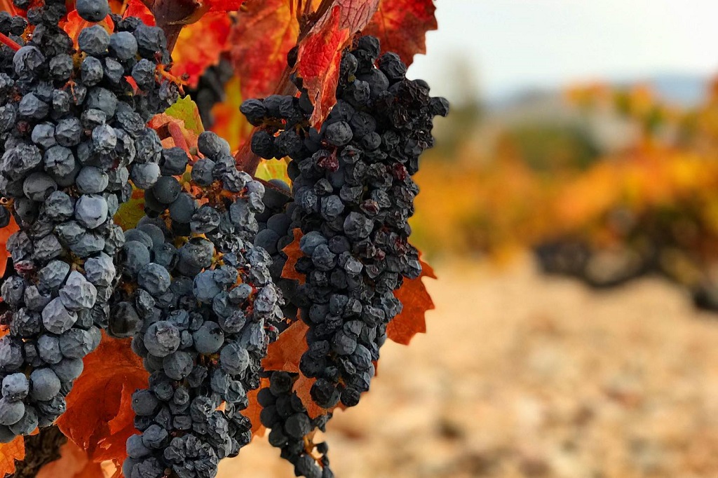 The Big Fortified Tasting y los mejores generosos españoles, según Decanter