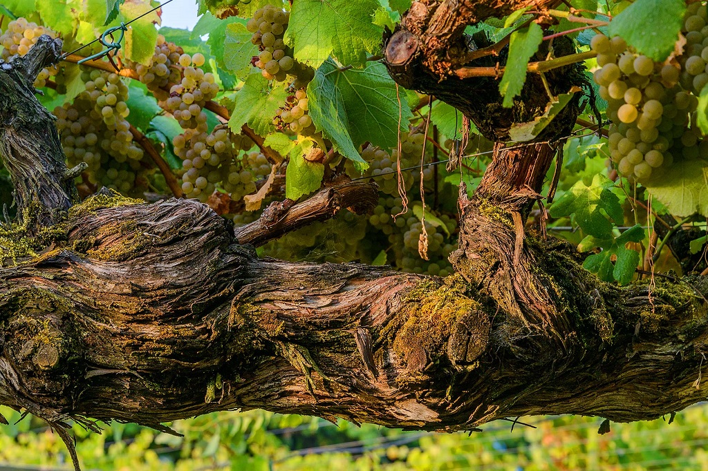 Seis vinos españoles incluidos en los Wines of the Year de Decanter