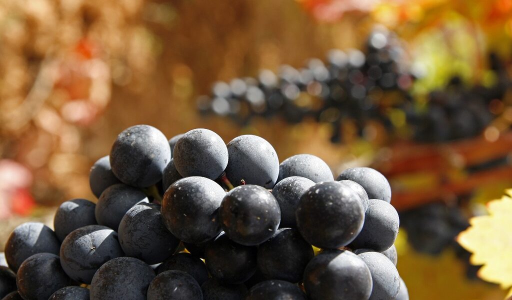 Tempranillo Rioja Alavesa-Foto: María Jesús Tomé