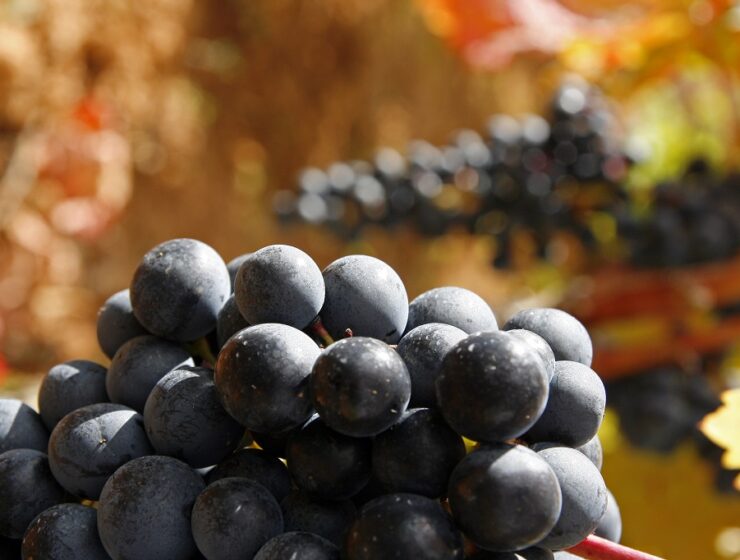 Tempranillo Rioja Alavesa-Foto: María Jesús Tomé