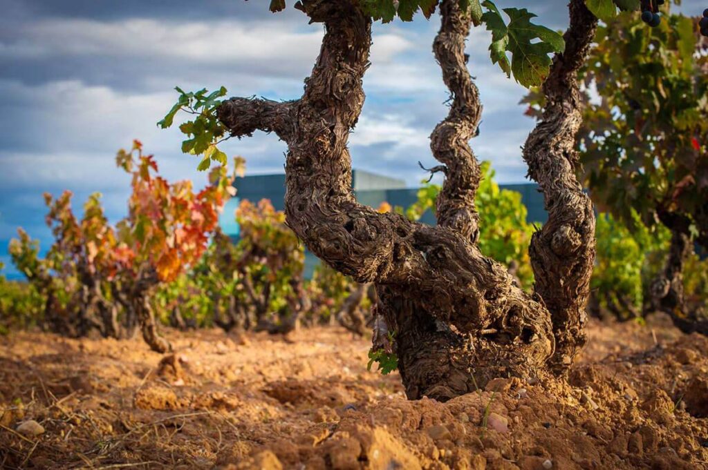 Castilla y León: tendencias, elaboradores y vinos, según Decanter