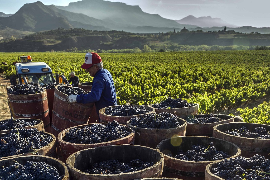 Siete riojas con gran relación calidad precio, según James Suckling