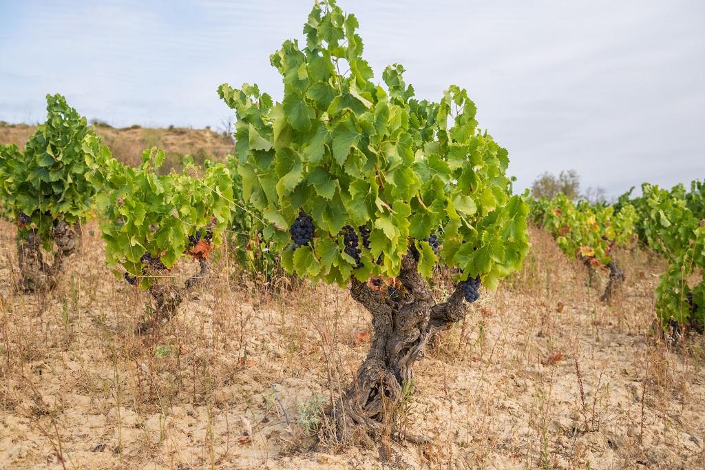 Navarra vuelve a encabezar la relación de vinos españoles con mejor calidad-precio, según Wine Searcher