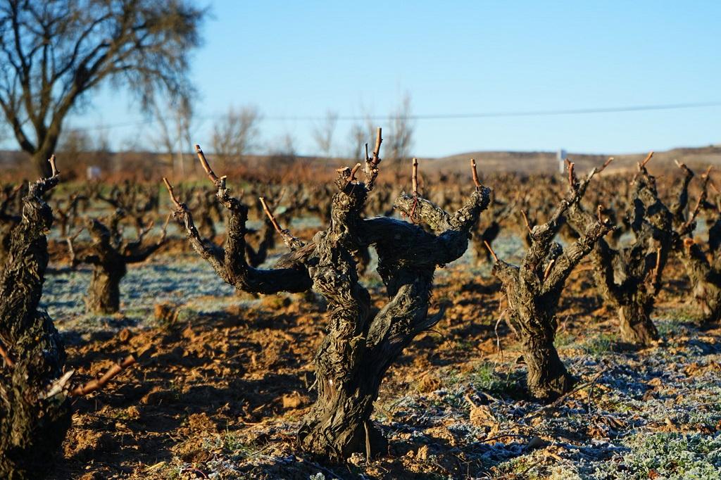 La elección del experto: dieciocho riberas del duero con buen precio, según Decanter