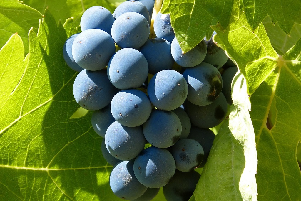 Un máster y cuatro medallas de oro para España en los Global Grenache Masters
