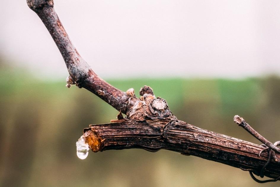 La vid comienza a llorar en toda Europa 
