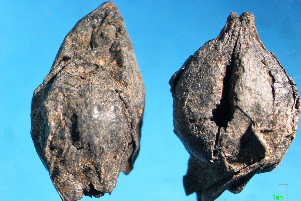 El vino más antiguo de Europa se elaboró hace más de seis mil años