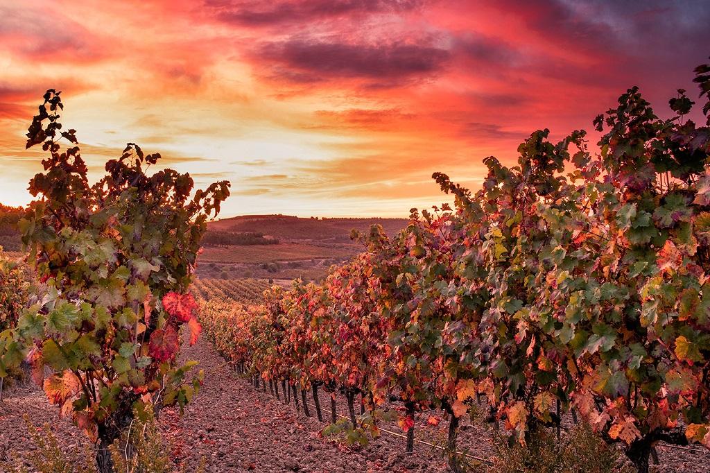 Los mejores vinos españoles de cada categoría, según Wines from Spain Awards 2022