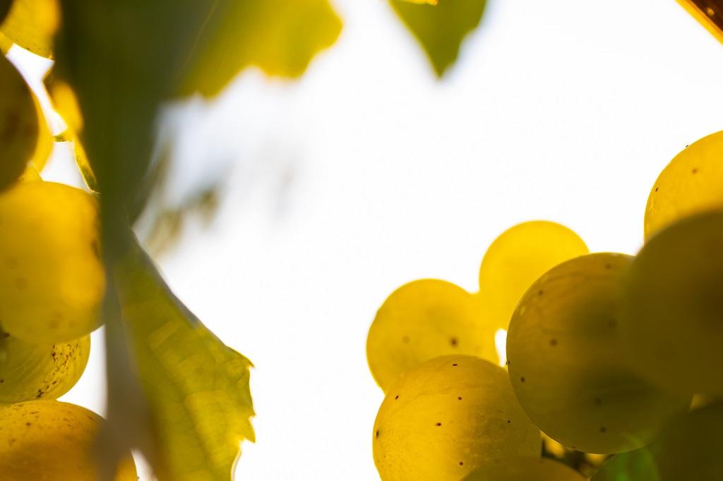 El cambio climático pasa ya factura al viñedo español y amenaza su futuro