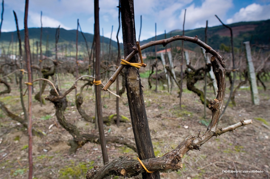 Un jurado formado por enólogos concede 49 grandes oros en Vinespaña 2022