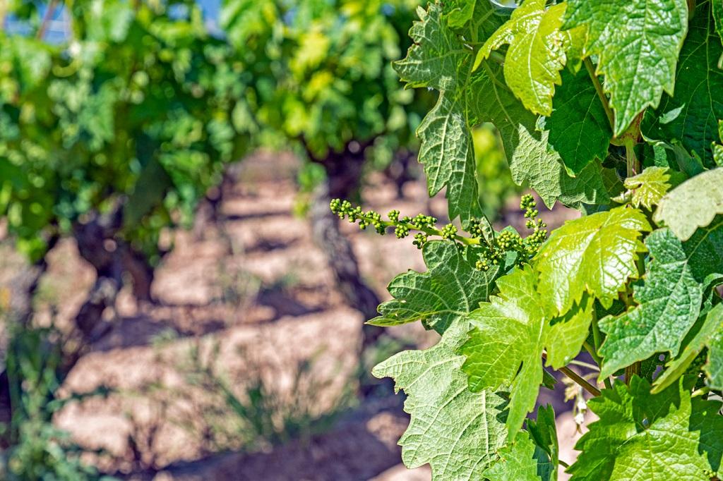 “Destacado éxito” de España en los Decanter World Wine Awards 