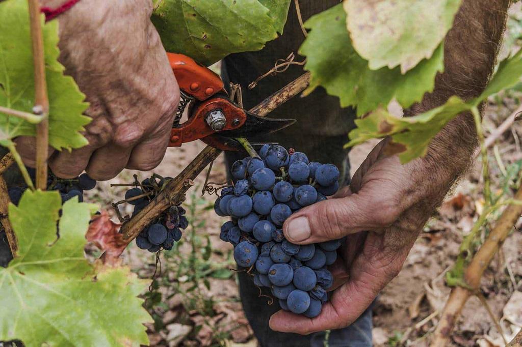 Los mejores vinos de cosechero (tintos, blancos y rosados) de La Rioja