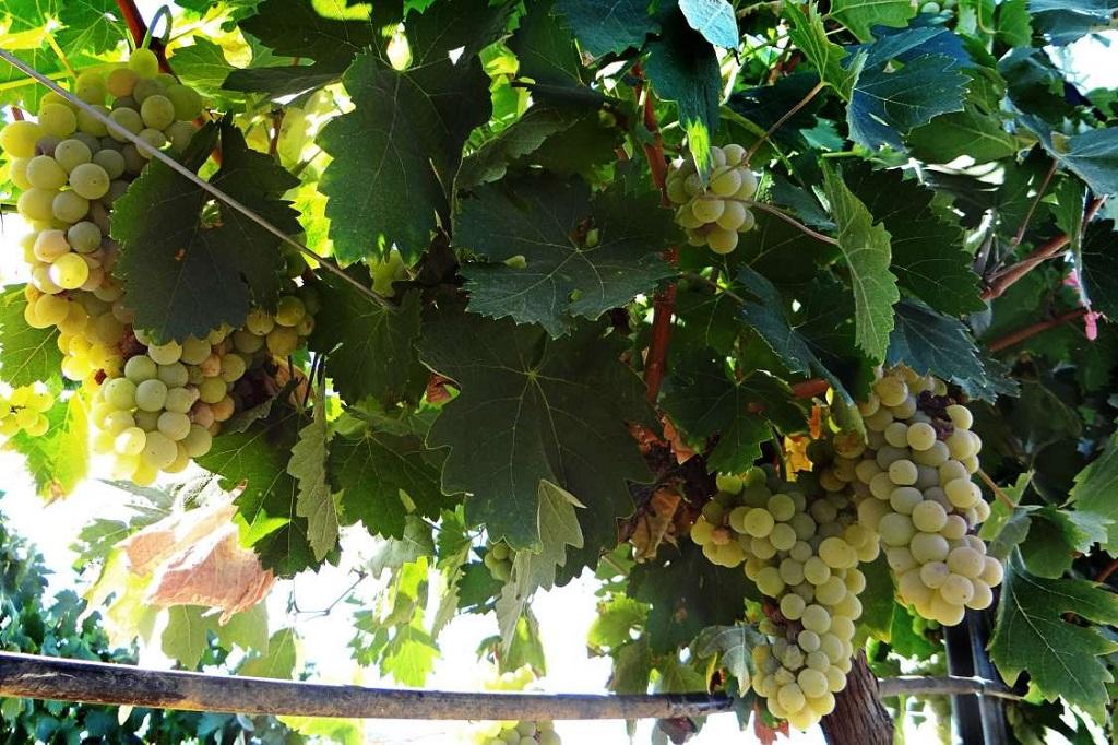 Extremadura gana la batalla a la DO Cava, a la Administración y a un sindicato