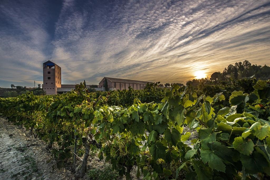 La superficie dedicada al viñedo ecológico en España aumenta más de un 8 %