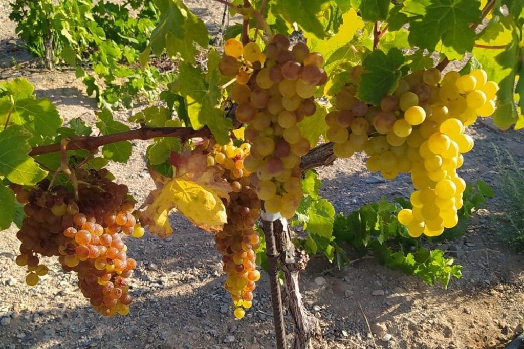 Comienza una muy adelantada vendimia en el hemisferio norte