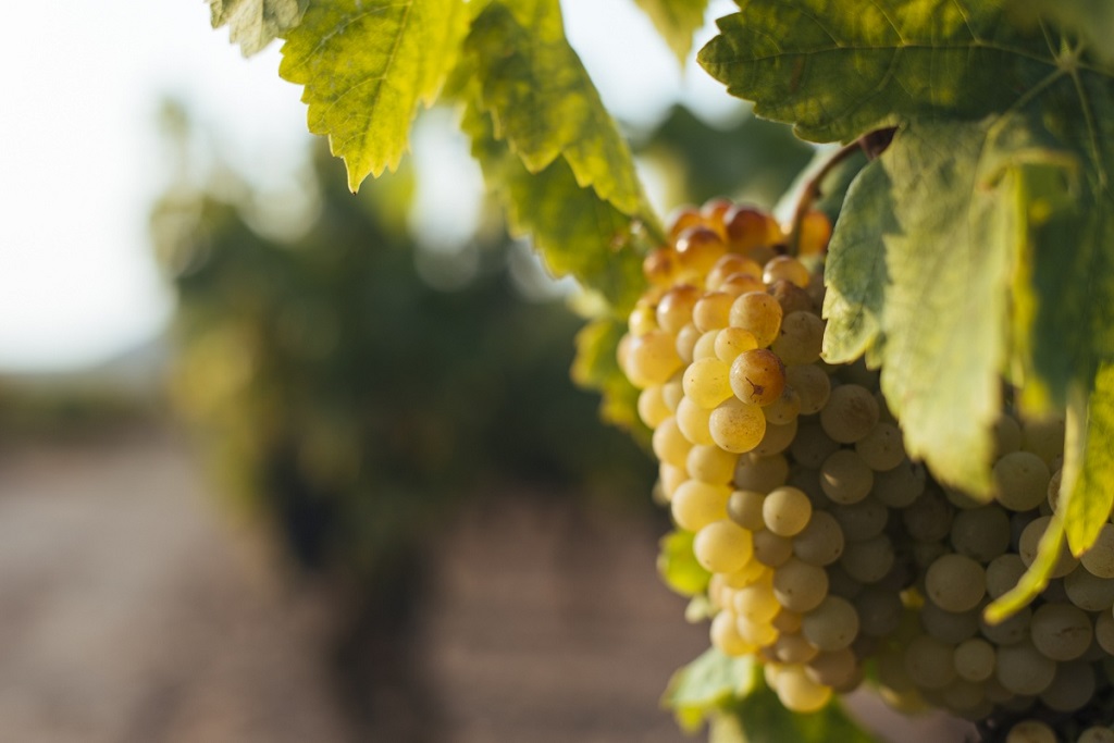 (Lo más leído) Los veinte blancos de Rioja que merece la pena buscar, según Decanter