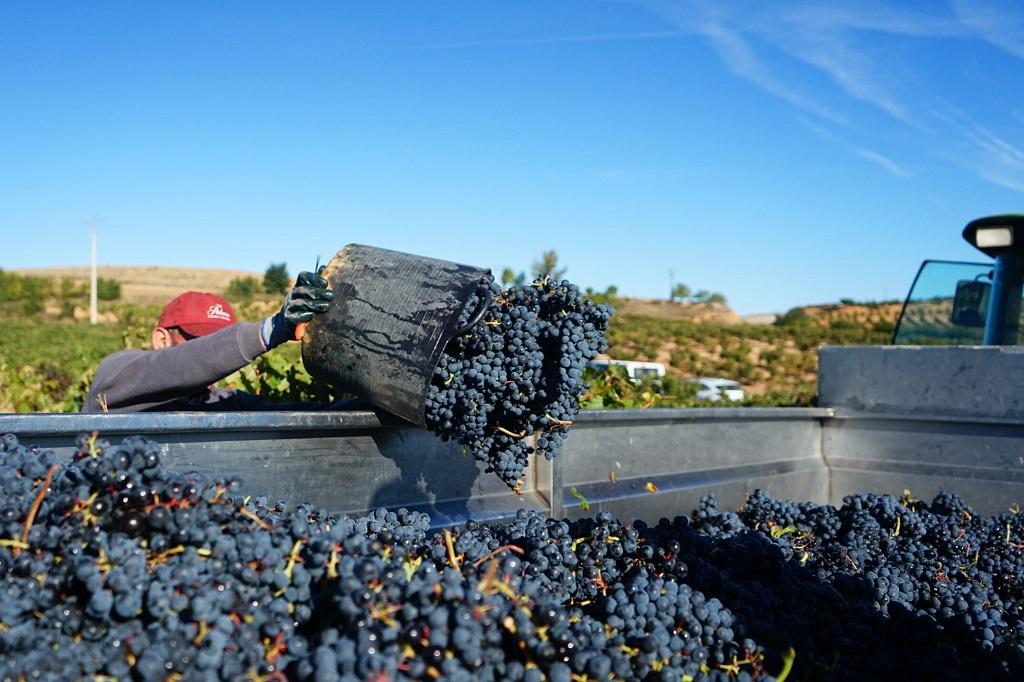 (Lo más leído) Siete vinos españoles con la mejor relación calidad-precio del mundo, según Wine Searcher