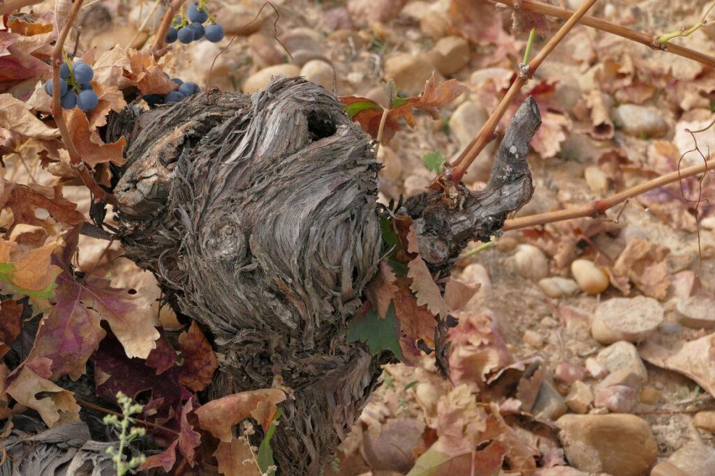 (Lo más leído) Los tres mejores tintos de la Ribera del Duero, según Tim Atkin
