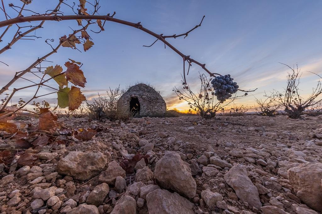 Murcia, Castilla y León y Cataluña lideran el crecimiento en valor de las exportaciones de vino