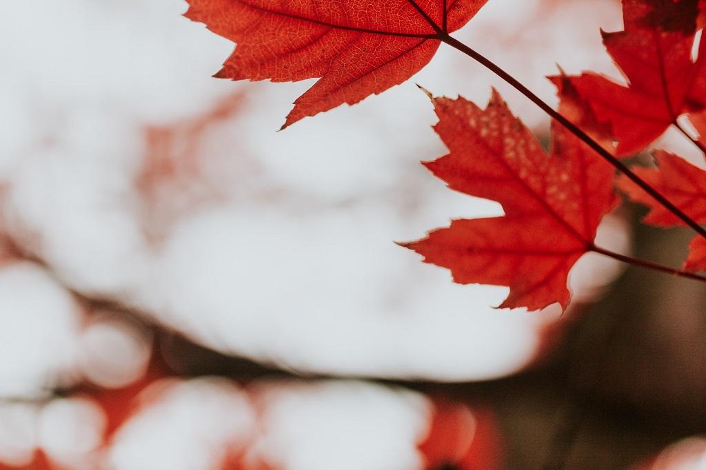 Dos españoles entre los doce grandes vinos naranjas para el otoño, según Decanter