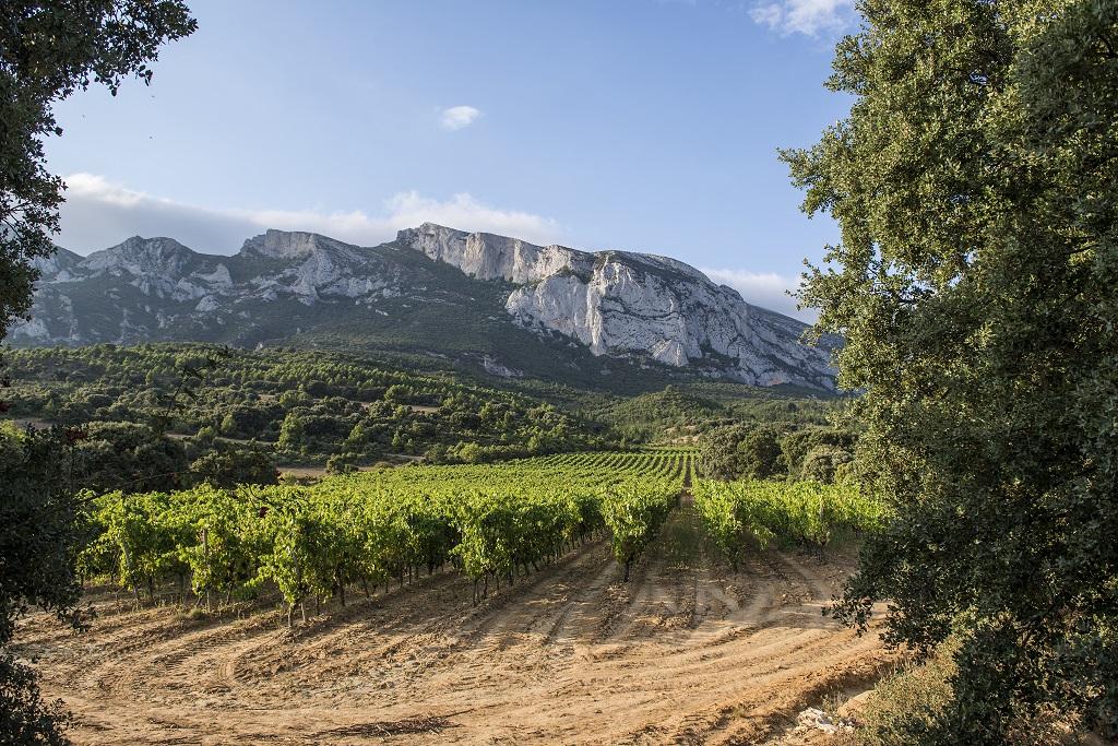 Diez vinos con cien puntos en la Guía Proensa 2023