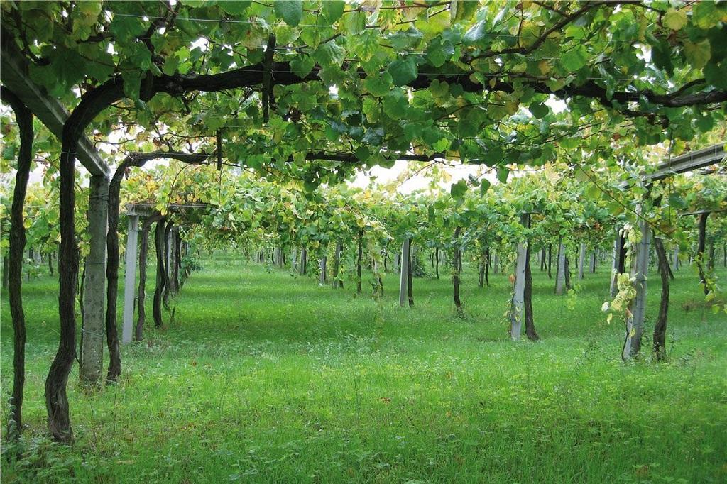 Ocho vinos españoles entre los más emocionantes de 2022, según Wine Enthusiast