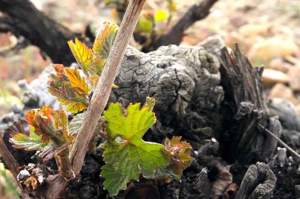 Los diez mejores vinos de Rueda, según Wine Searcher