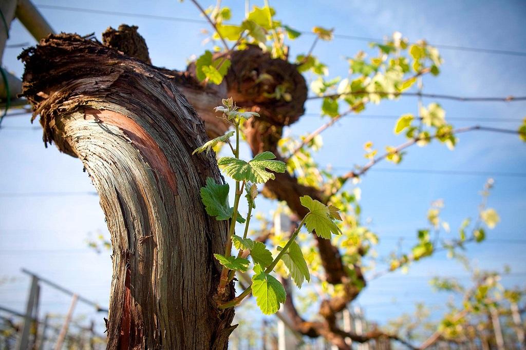 Rías Baixas: diez vinos que vale la pena conocer, según Tim Atkin