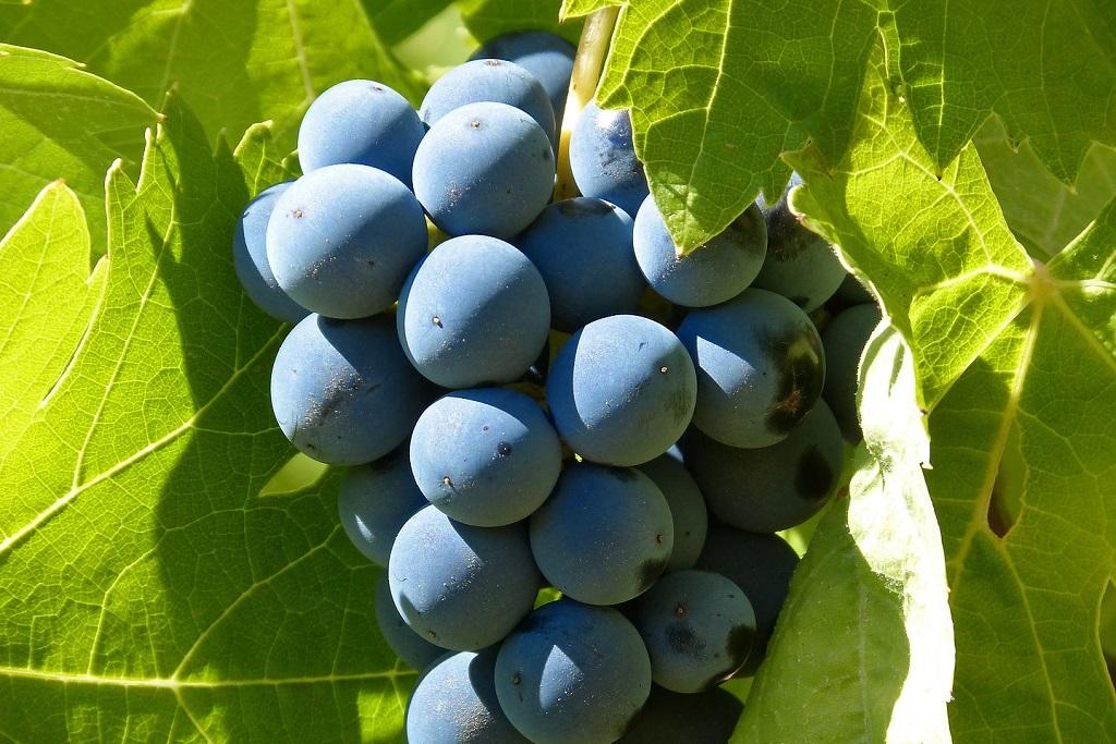 España, el país más destacado en Garnachas del Mundo