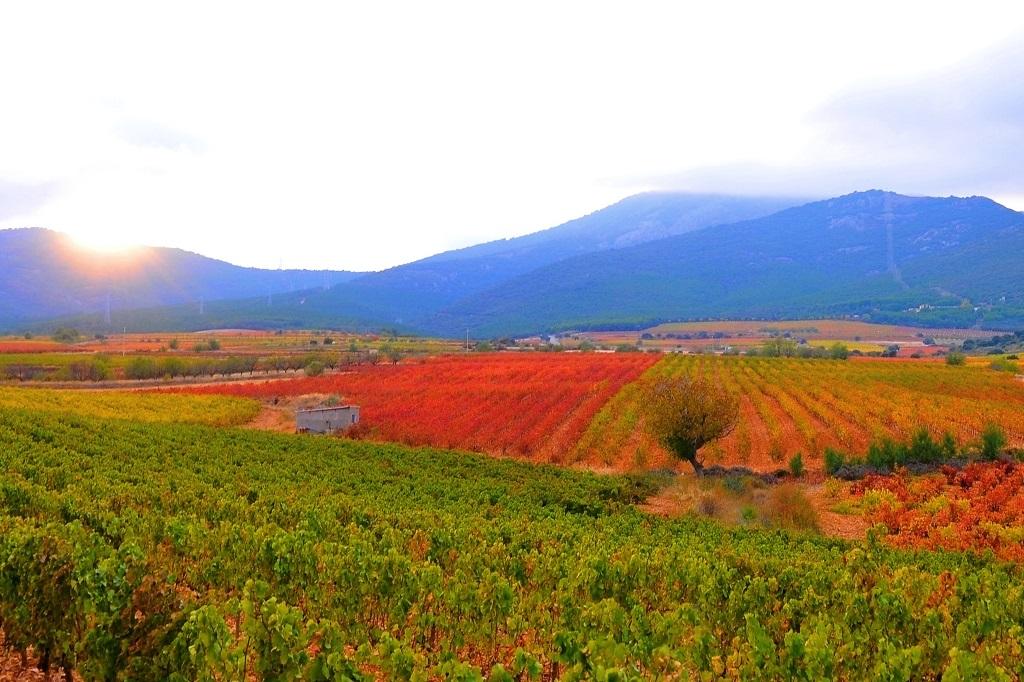 La superficie dedicada al viñedo en España se sigue reduciendo  
