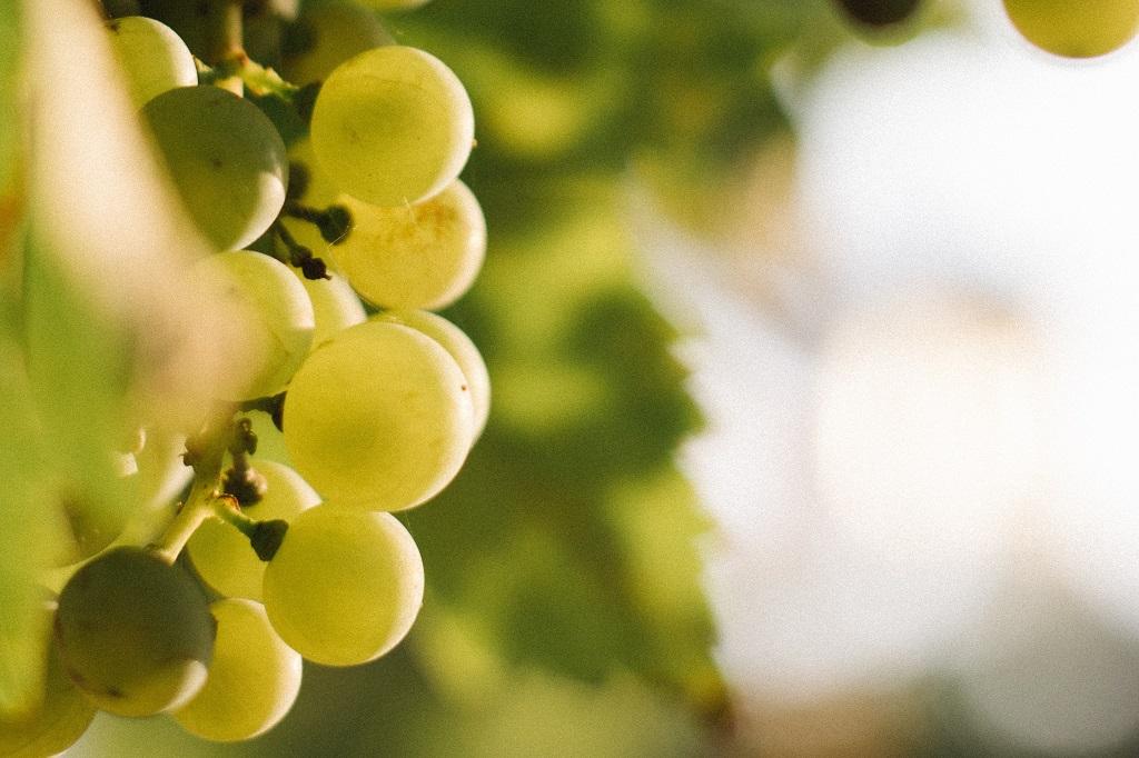 Cuando el arranque de viñas y la reducción de rendimientos amenaza a varias zonas