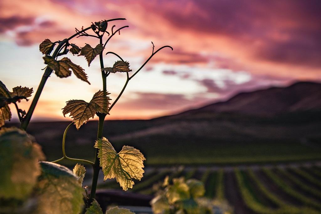 La humanidad solo lleva 11.000 años cultivando la vid