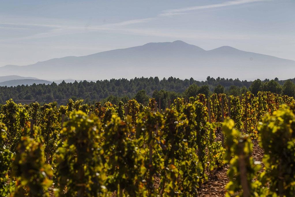 Los mejores vinos de Rioja, según el Rioja Wine Report de Cub Oenologique